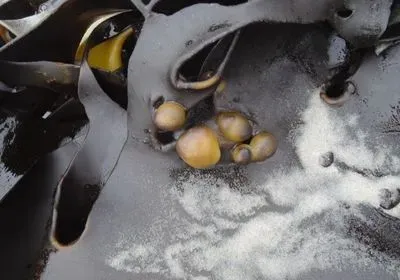 kelp maullinia pathogen parasite marine biology kelp maullinia pathogen parasite marine biology